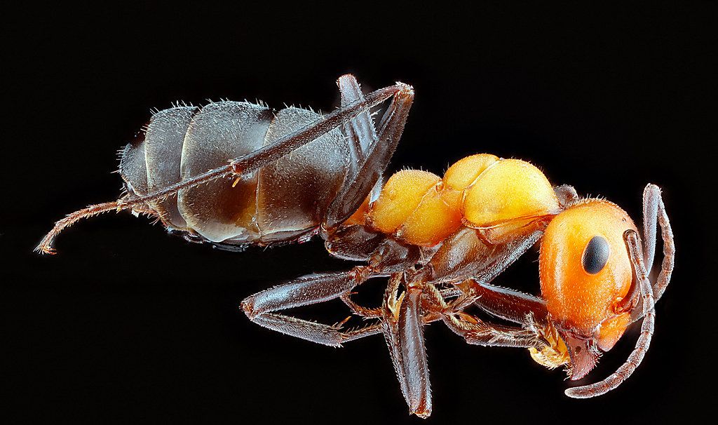 Ant Control service in Newark, CA