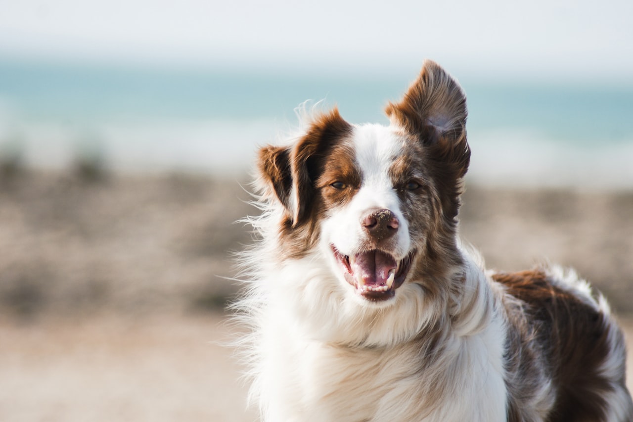 Flea & Tick Control service in Newark, CA