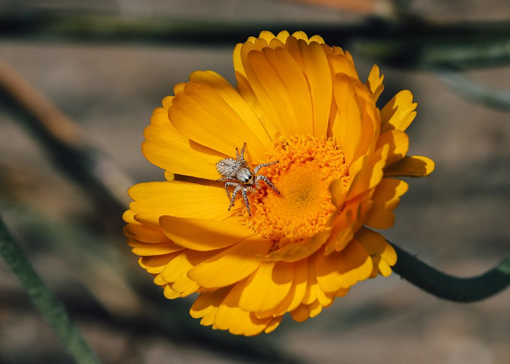 Spider Control service in Newark, CA